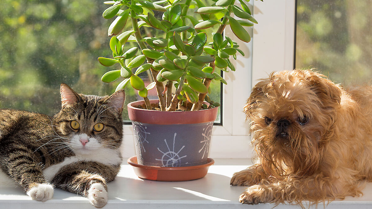 Giftige Pflanzen fr Hund und Katze | Vet-Concept