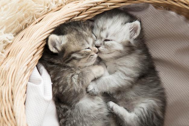 Zwei Kitten im Katzenkorb
