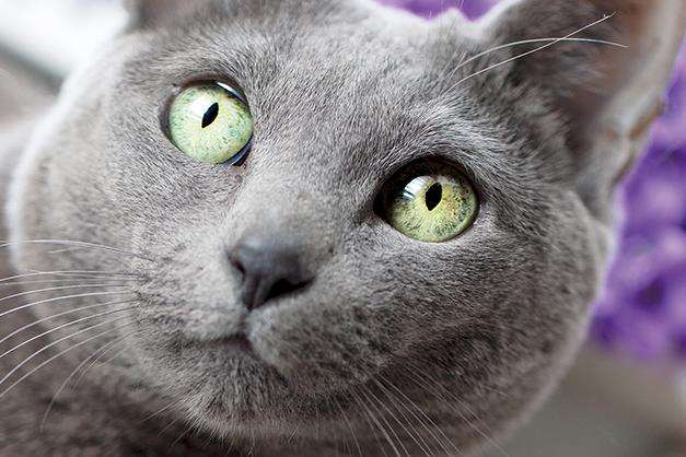 Graue Katze mit grünen Augen