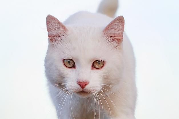 Weiße Senior Katze